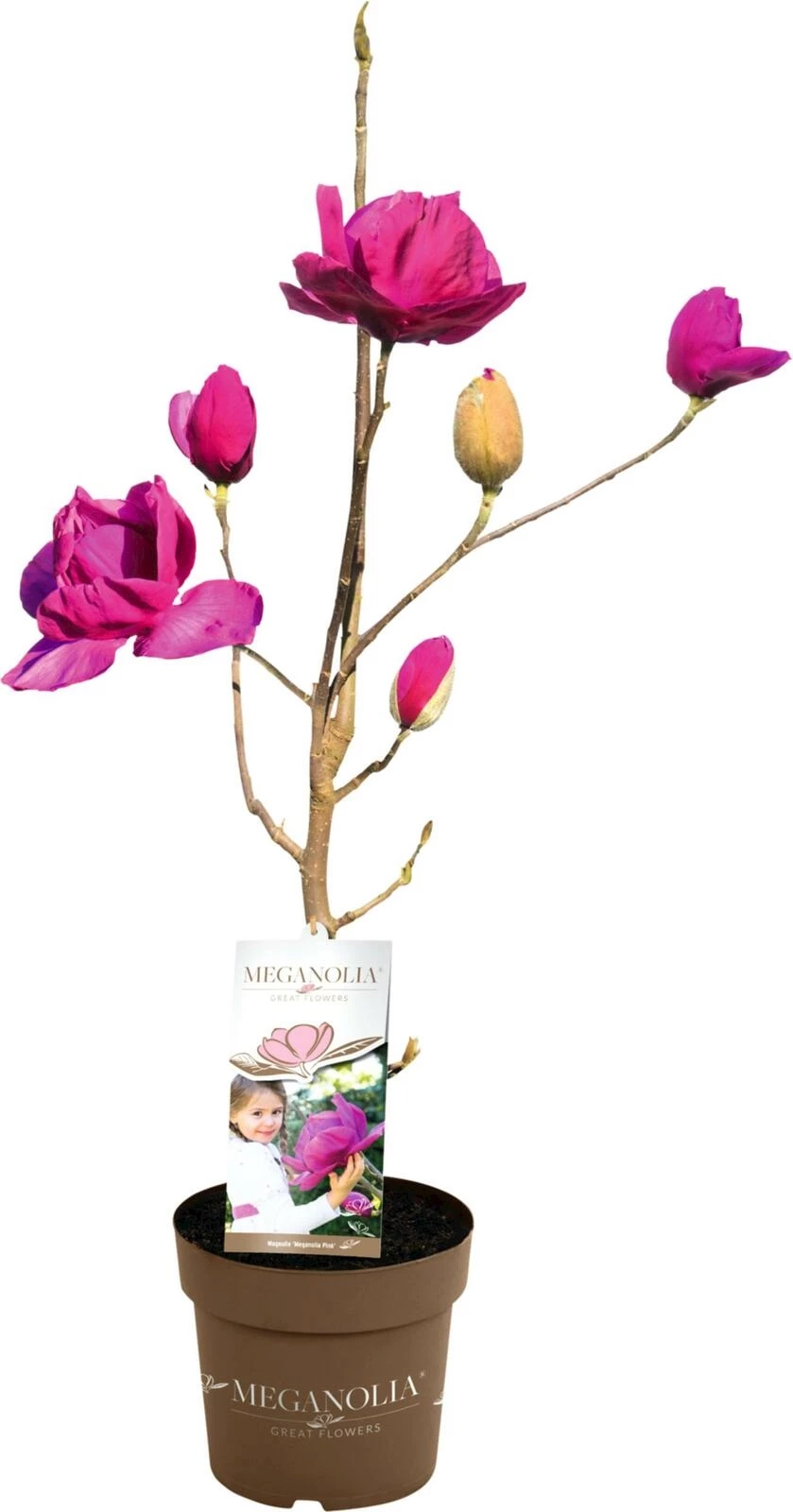 Magnolia Meganolia P6 l