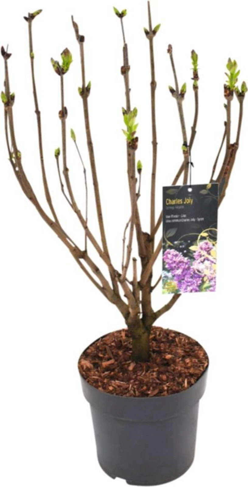 Syringa vulgaris in Sorten P6 l