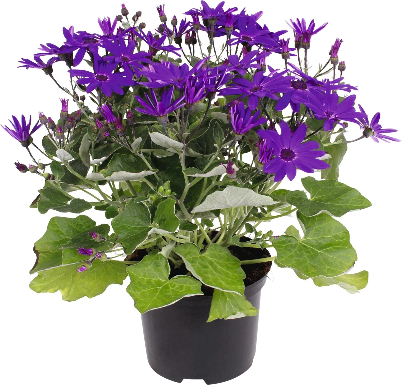 Senetti mix P17 cm