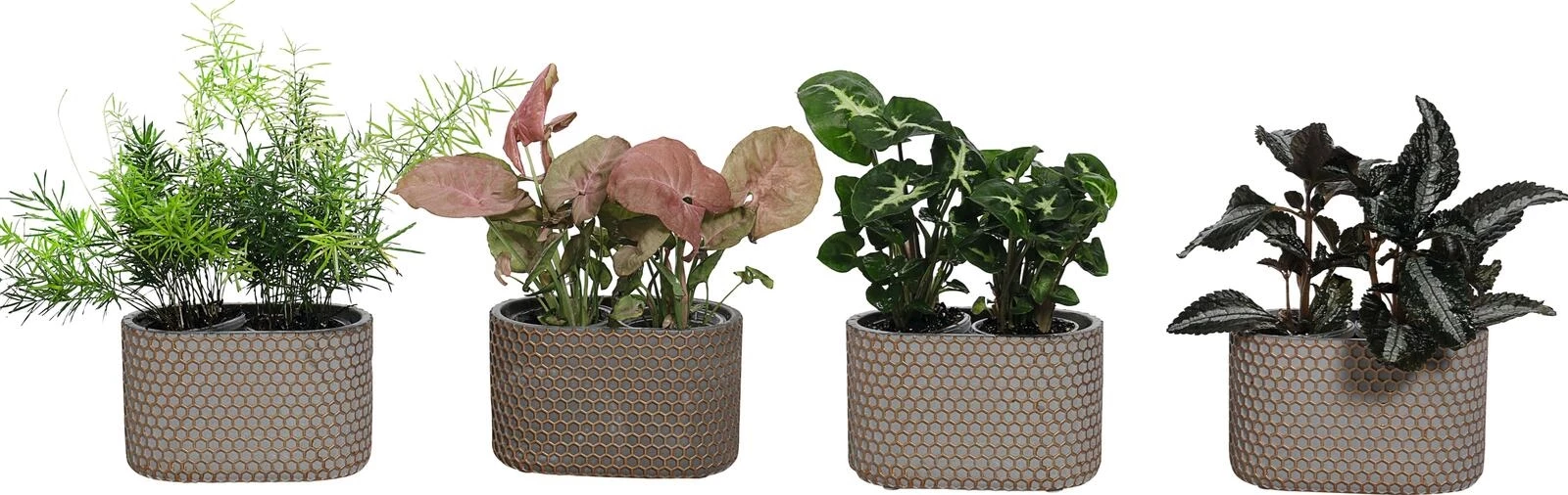 Baby Green Aquatopf P6 cm