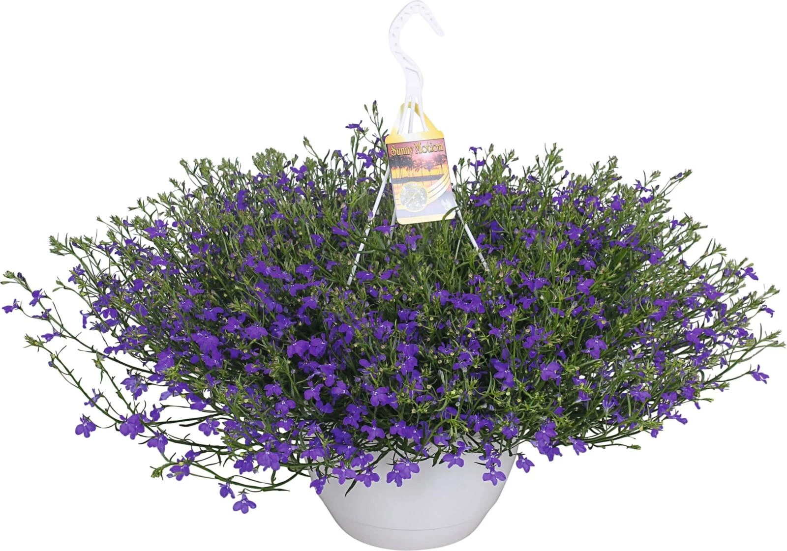 Lobelia Ampel Sunny Motion P25 cm