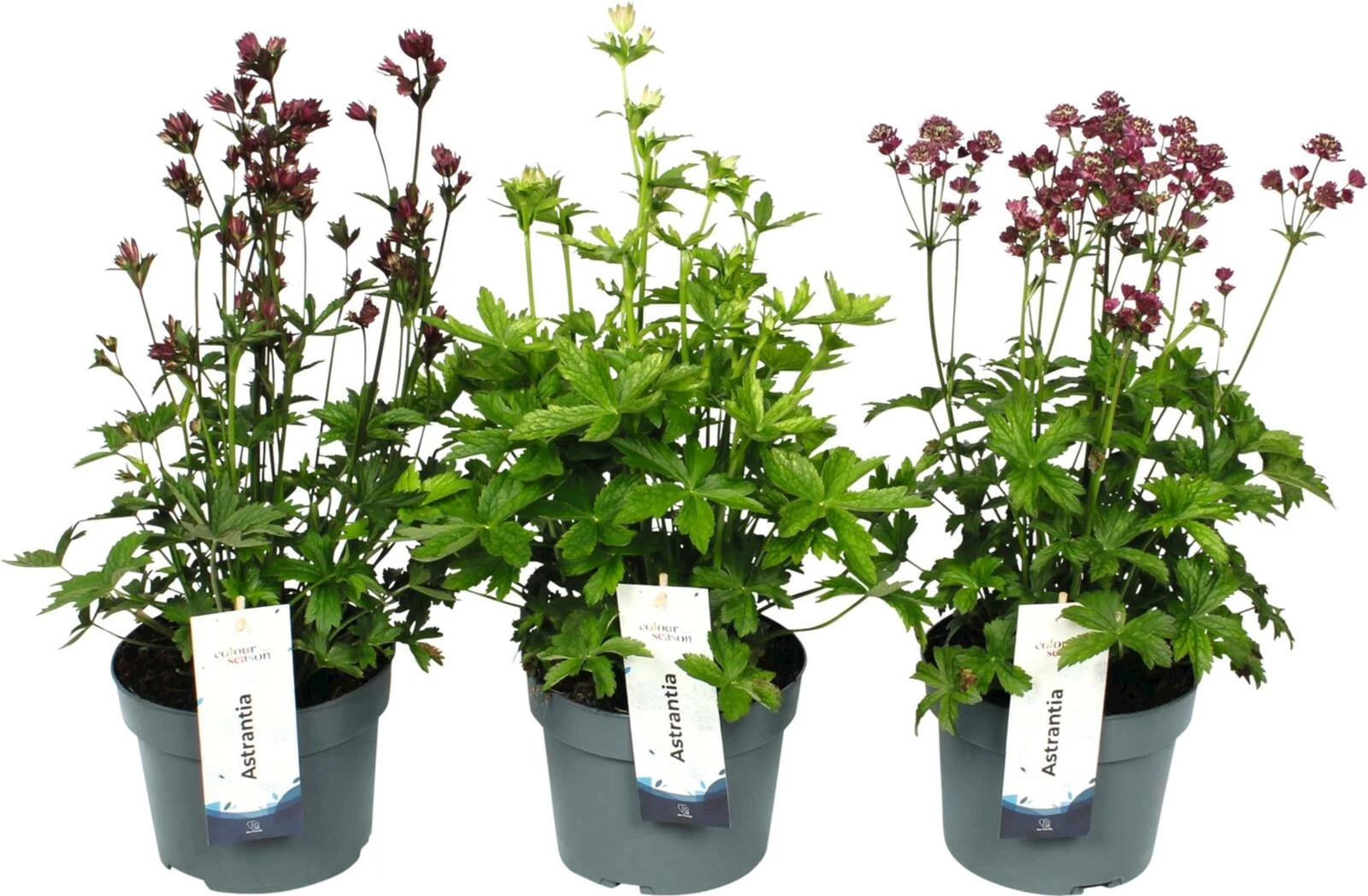 Astrantia Mix P19 cm