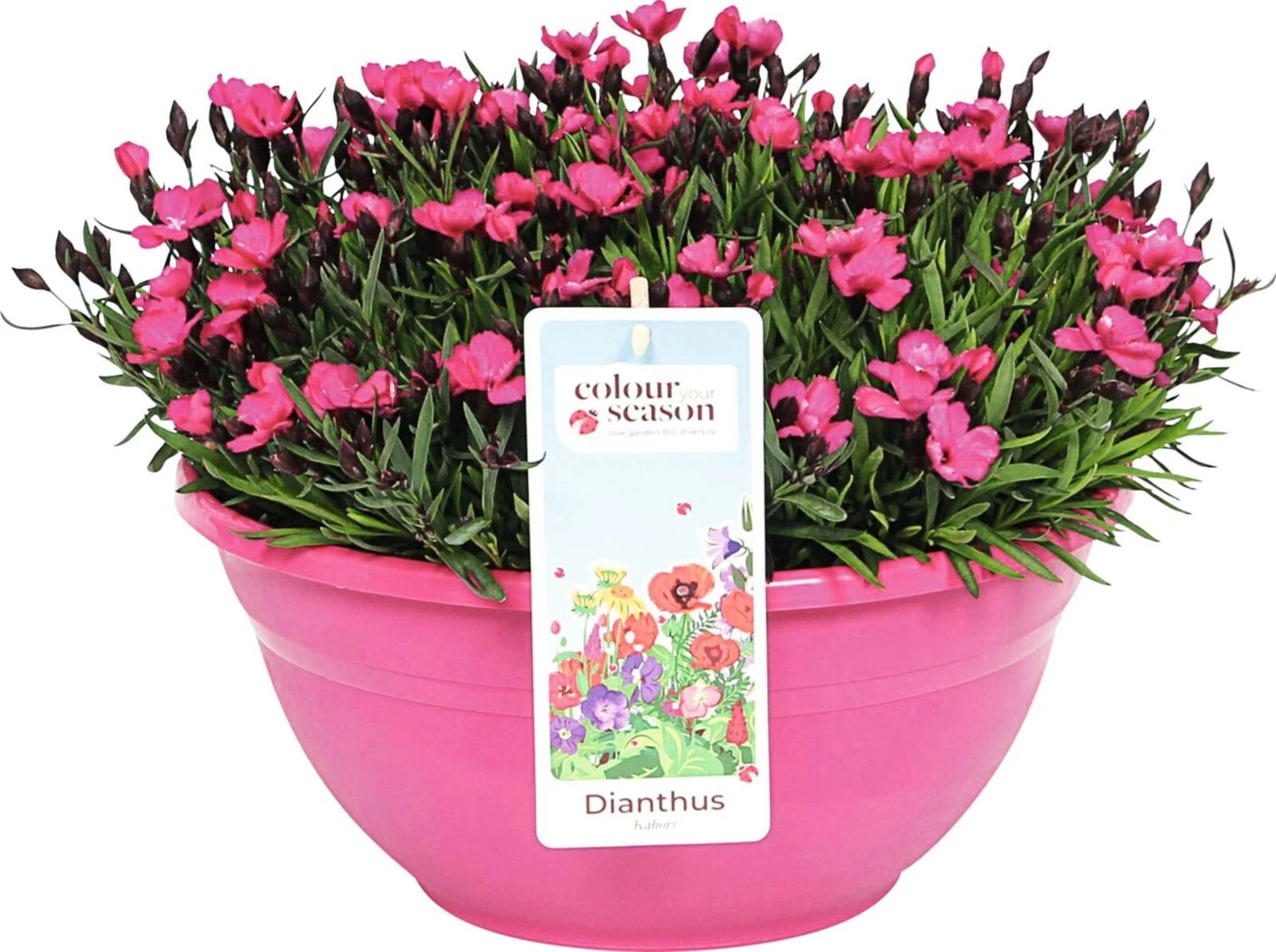 Dianthus Kahori Tasha P30 cm