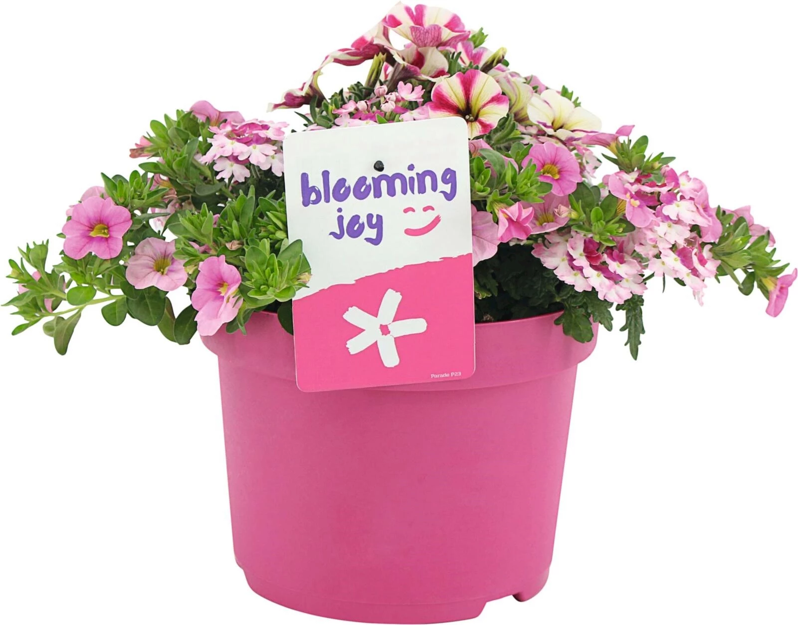 Sommerflortopf Blooming Joy P21 cm