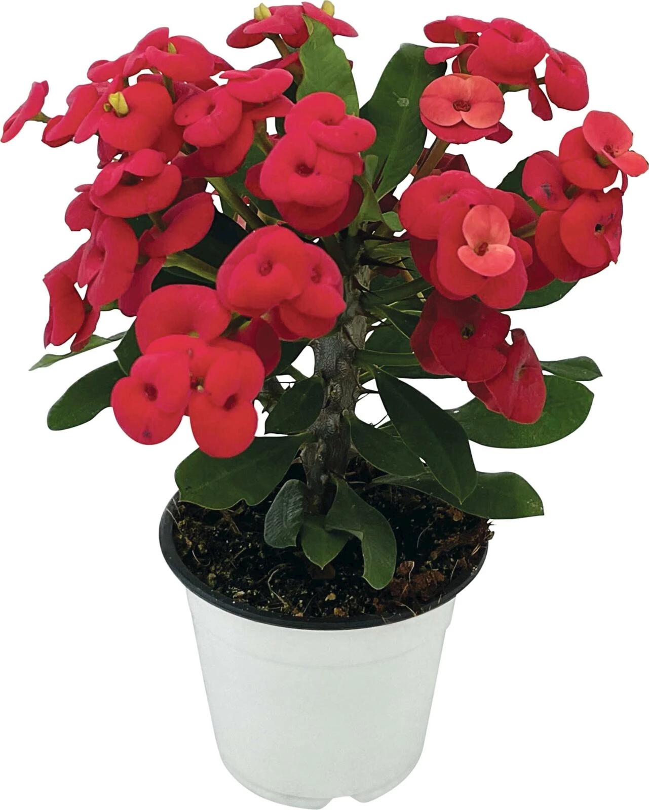 Euphorbia Millii P14 cm