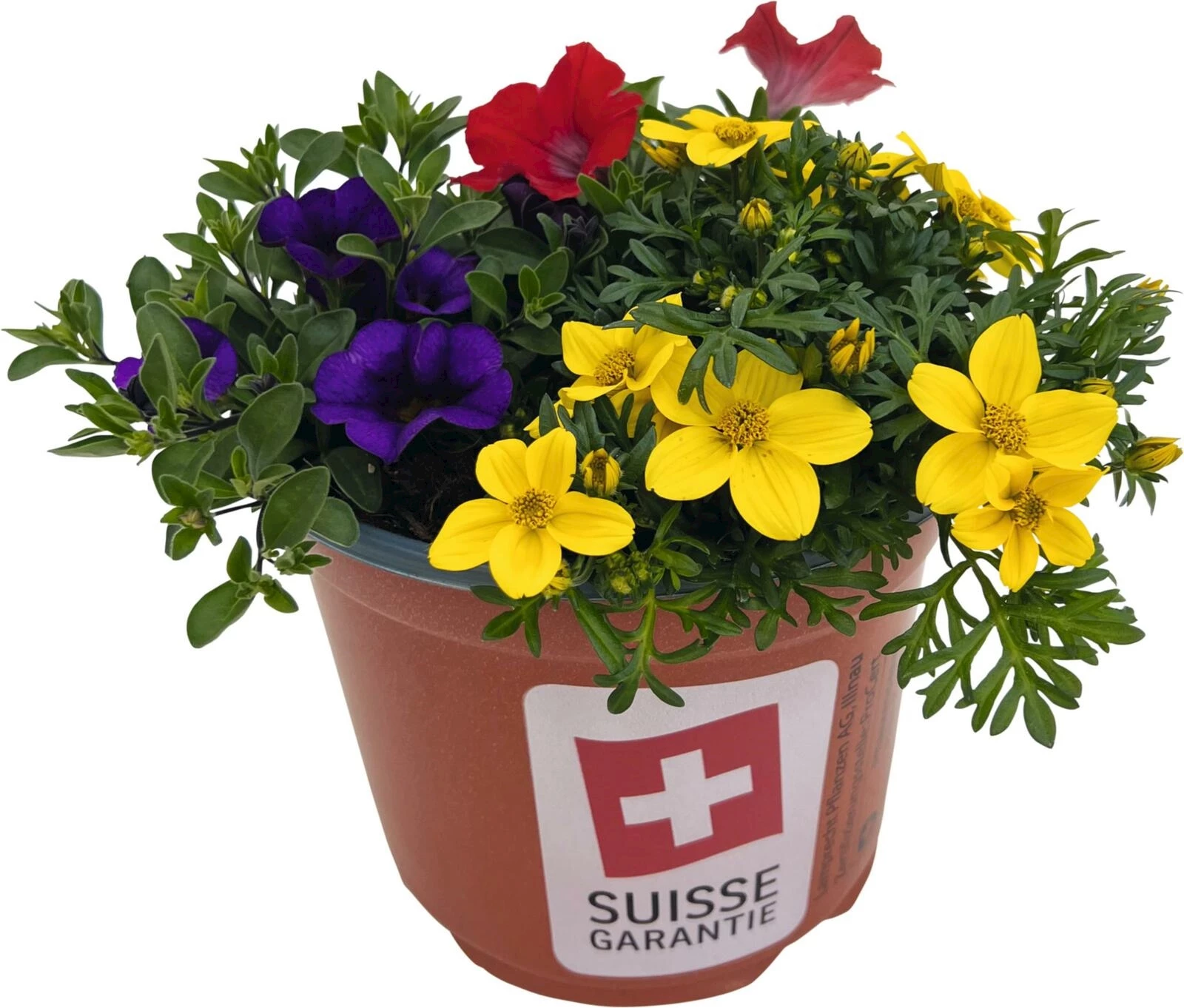 Sommerflor Power Trio P19 cm