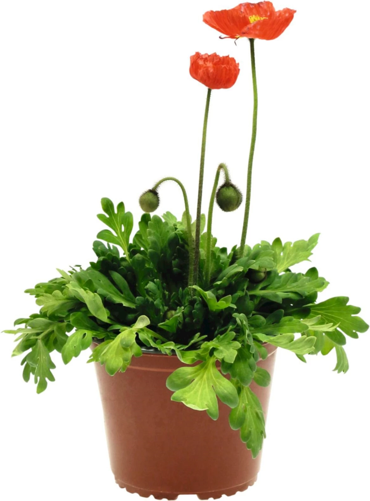 Papaver Nudi. P17 cm