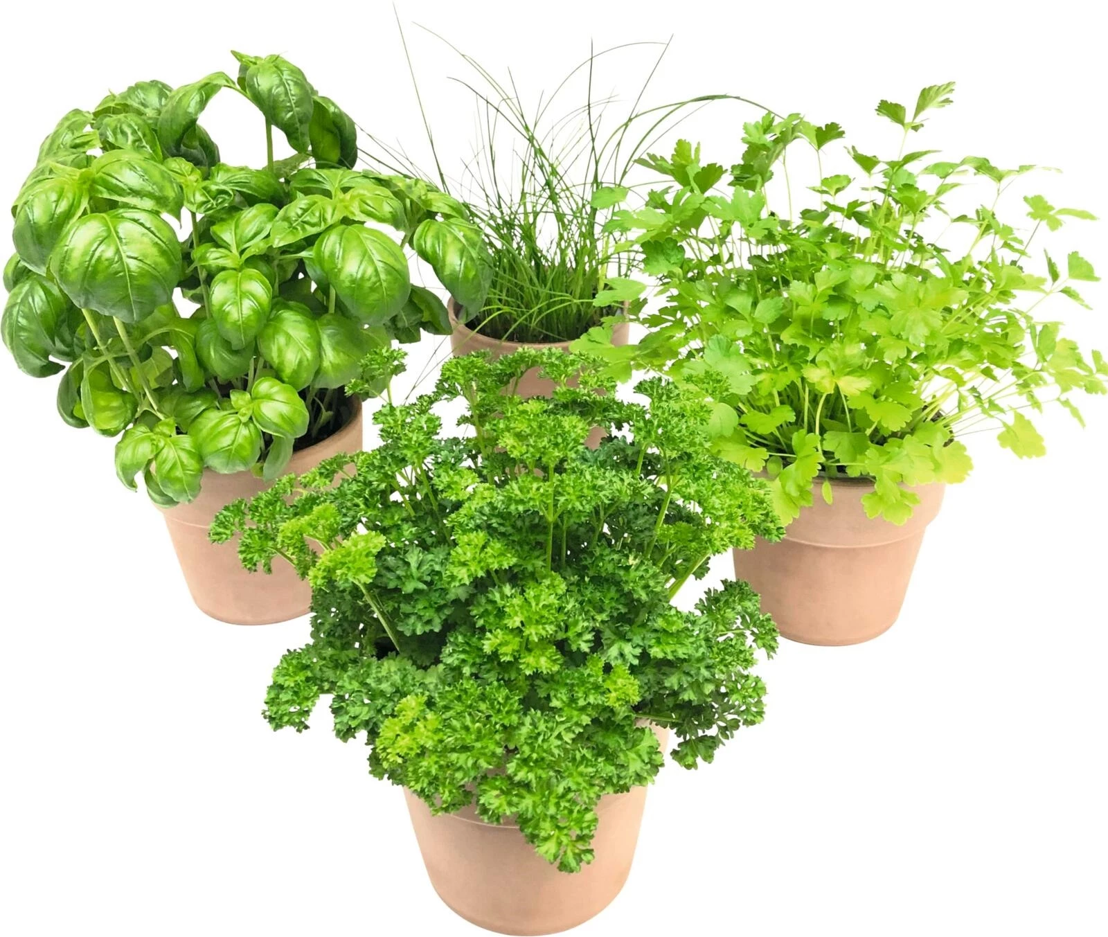 Kräuter im Topf P12 cm