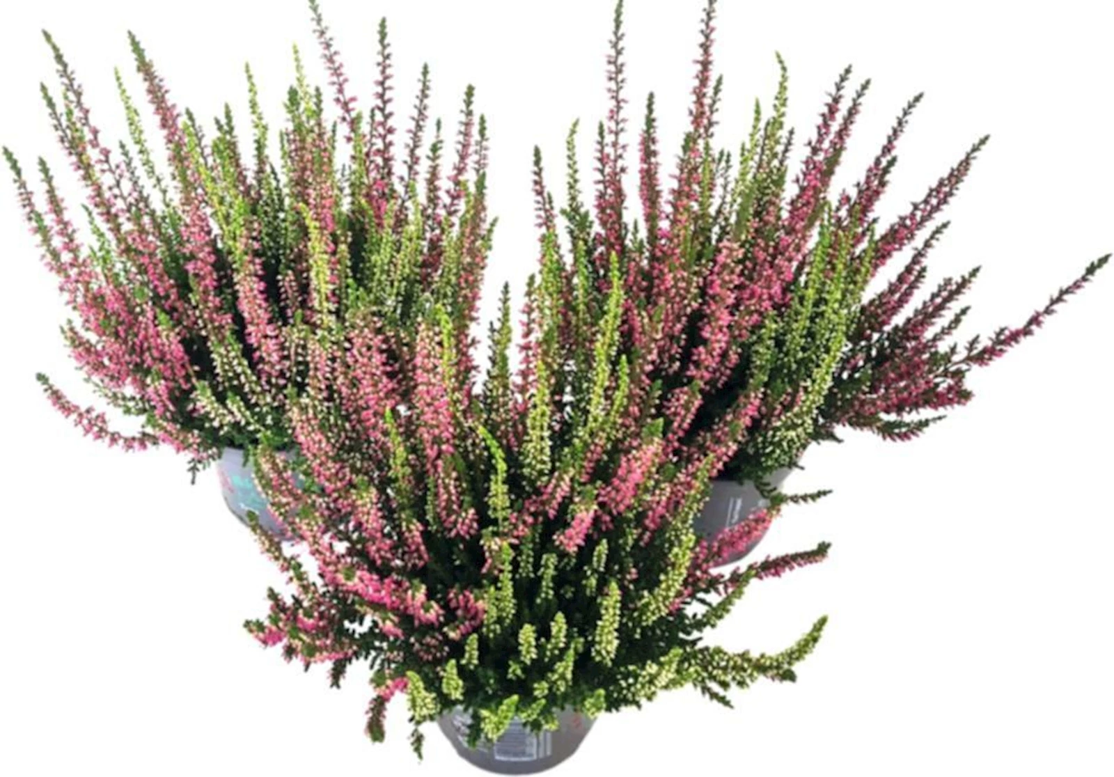 Calluna Vulg. Twins P10 cm