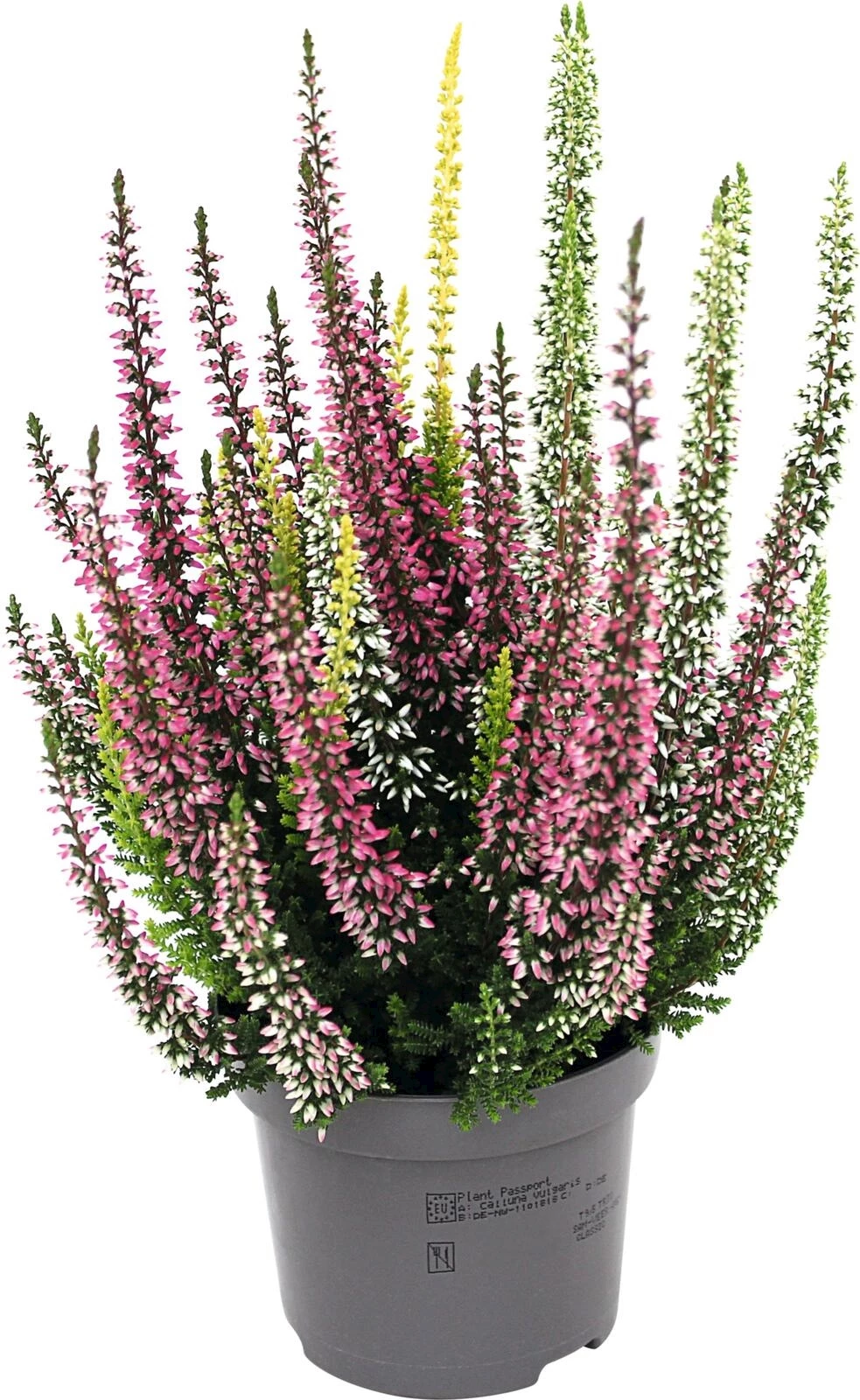Calluna Vulg. Trio P10 cm