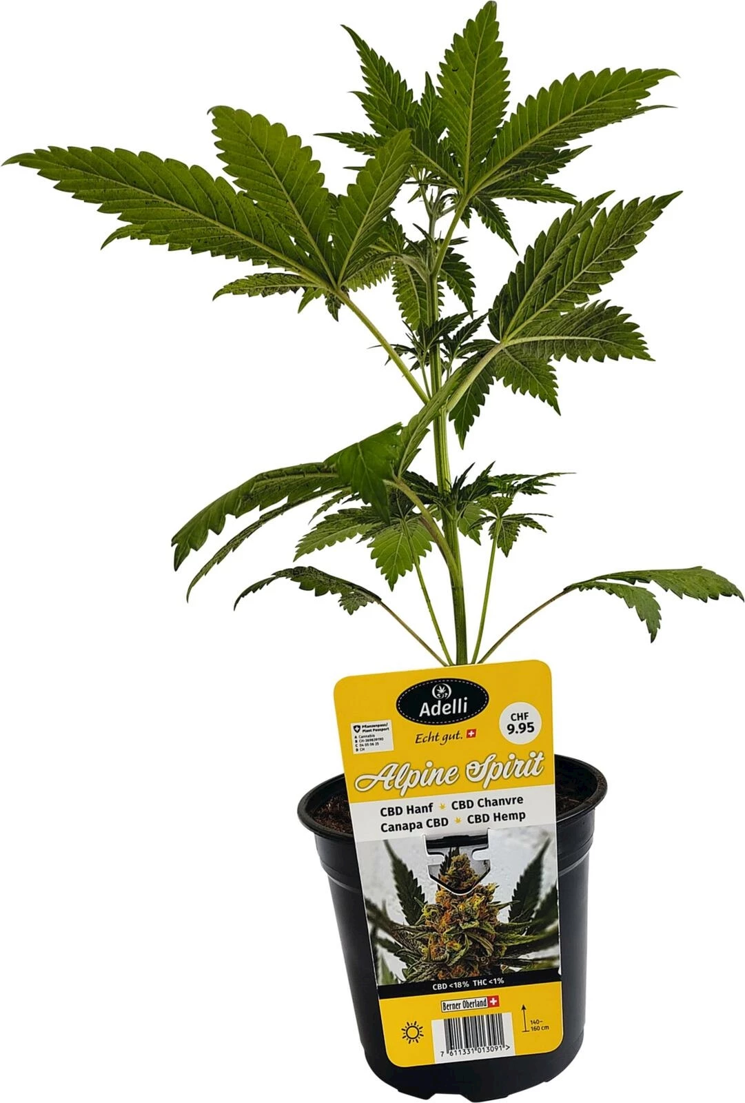 Chanvre  CBD Alpin Spirit P15 cm