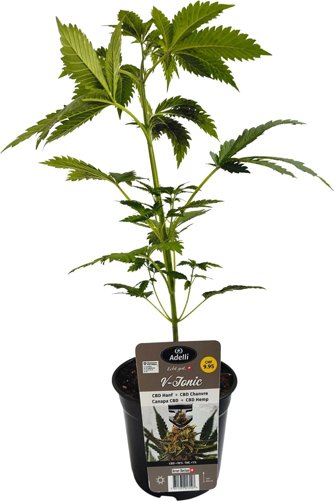 Hanf CBD V-Tonic P15 cm