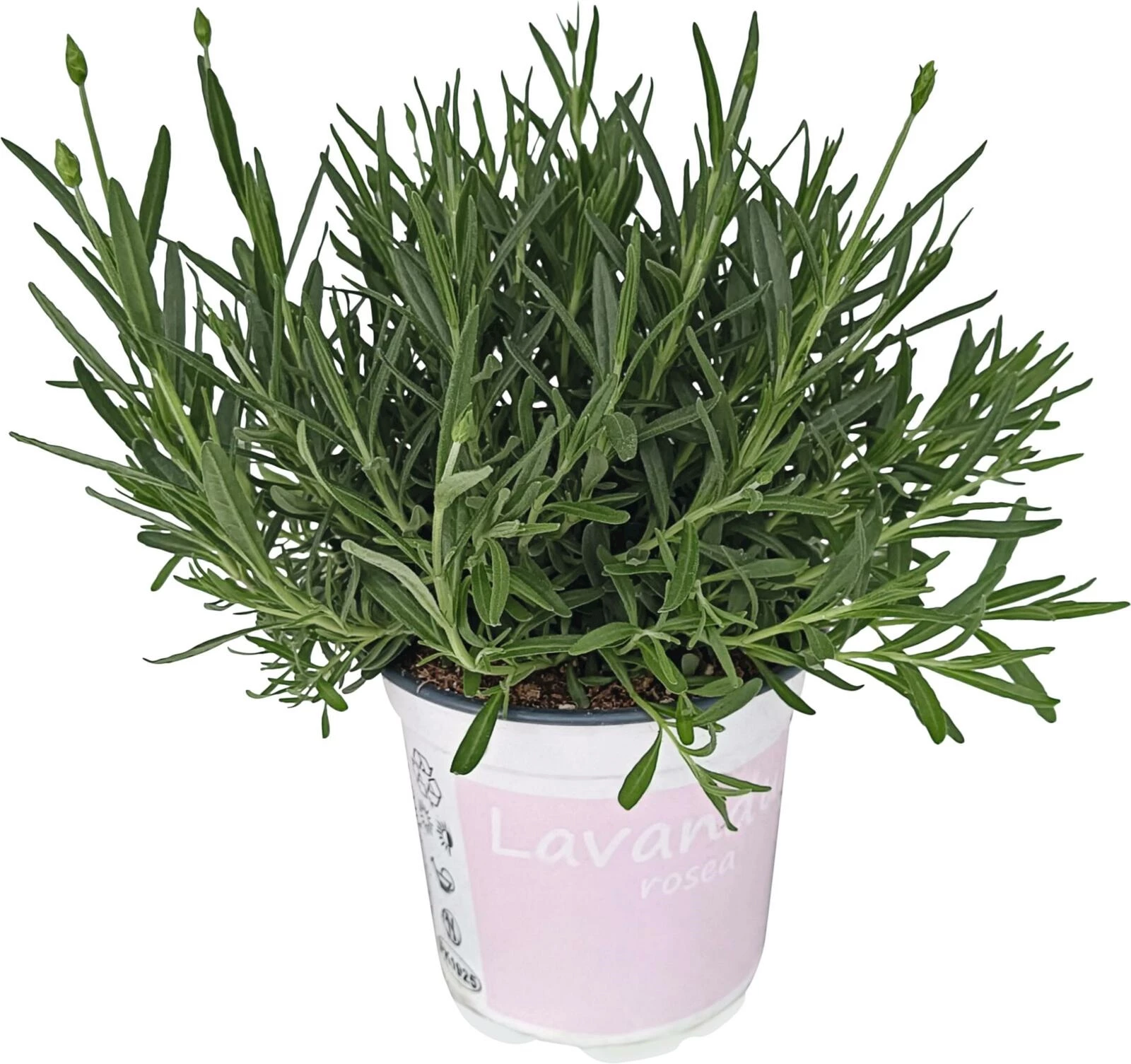 Lavandula rosea P12 cm