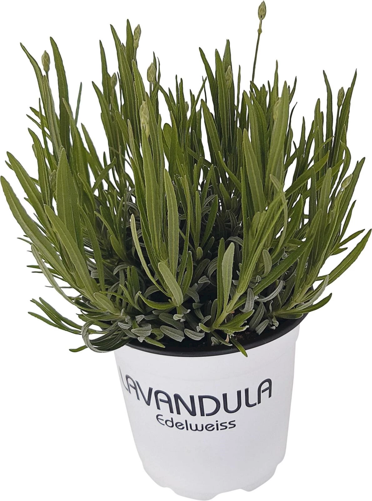 Lavandula edelweiss P12 cm