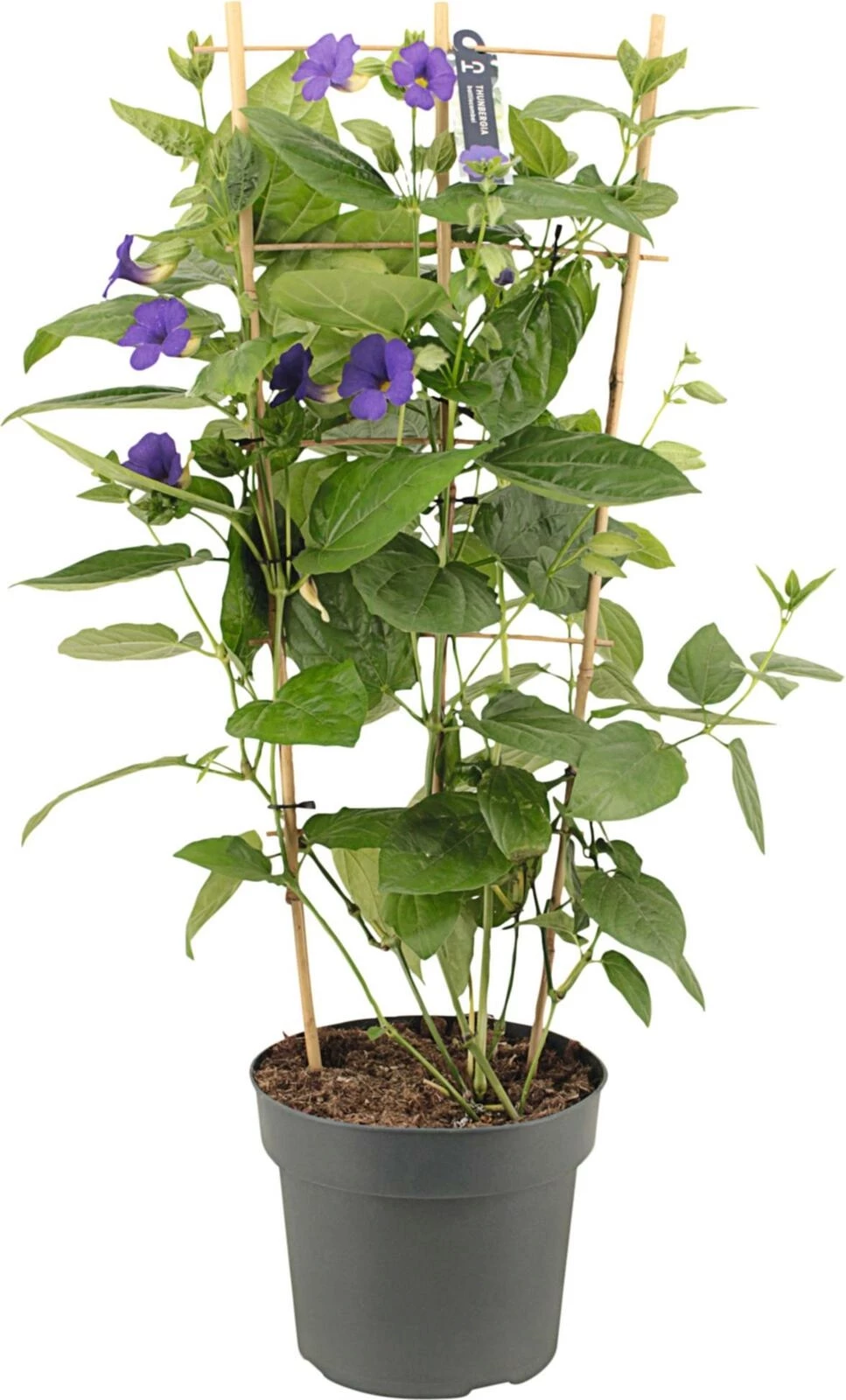 Thunbergia battisc Spalier P24 cm