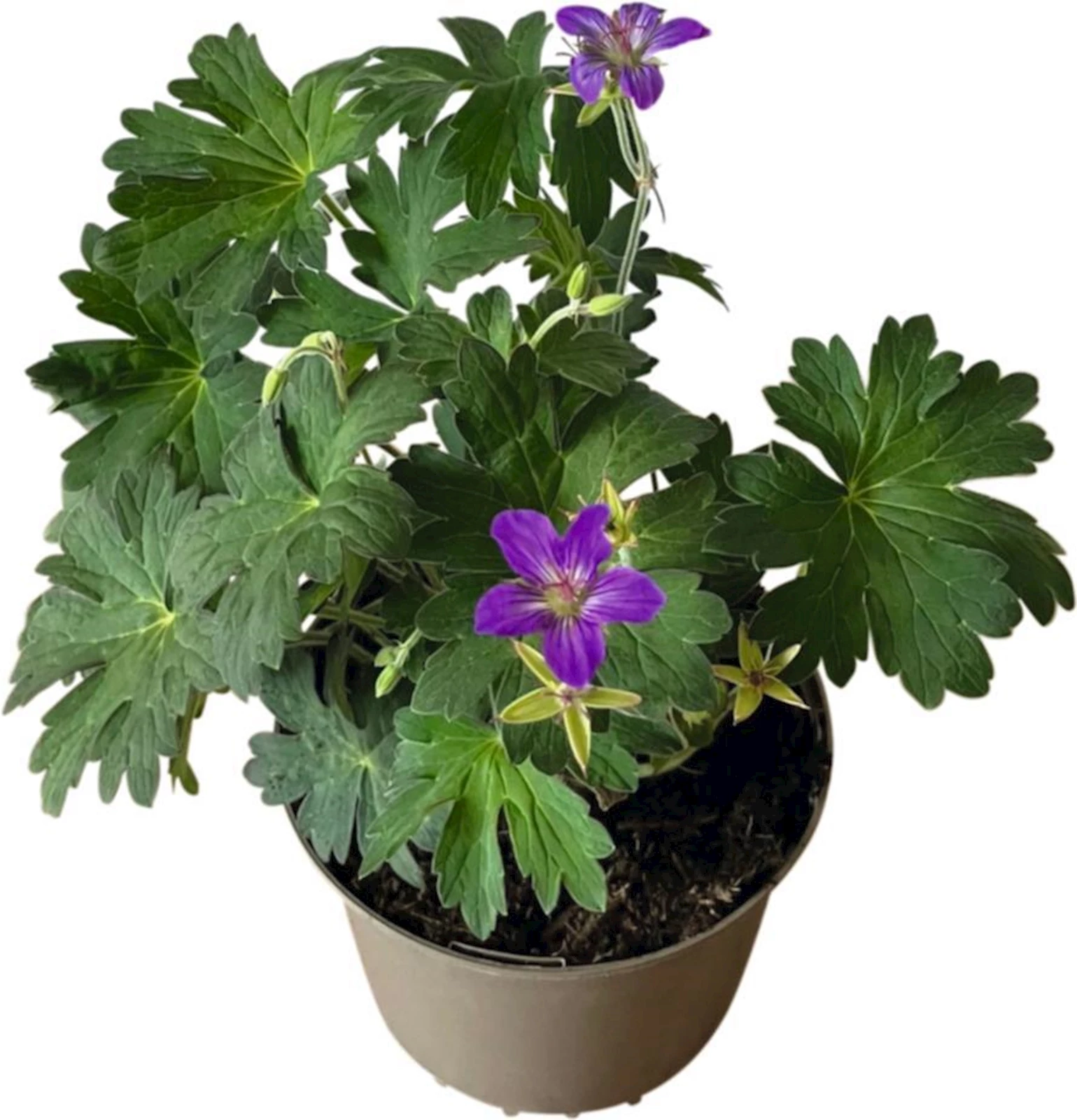 Géranium vivace P15 cm