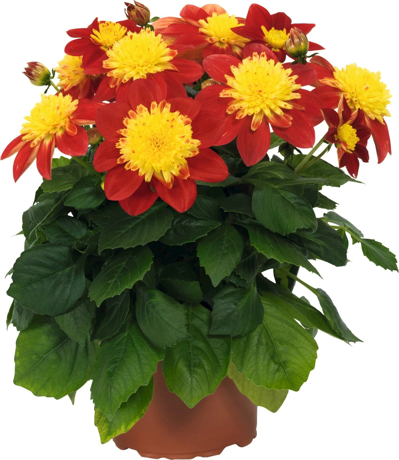 Dahlia Beauties P17 cm