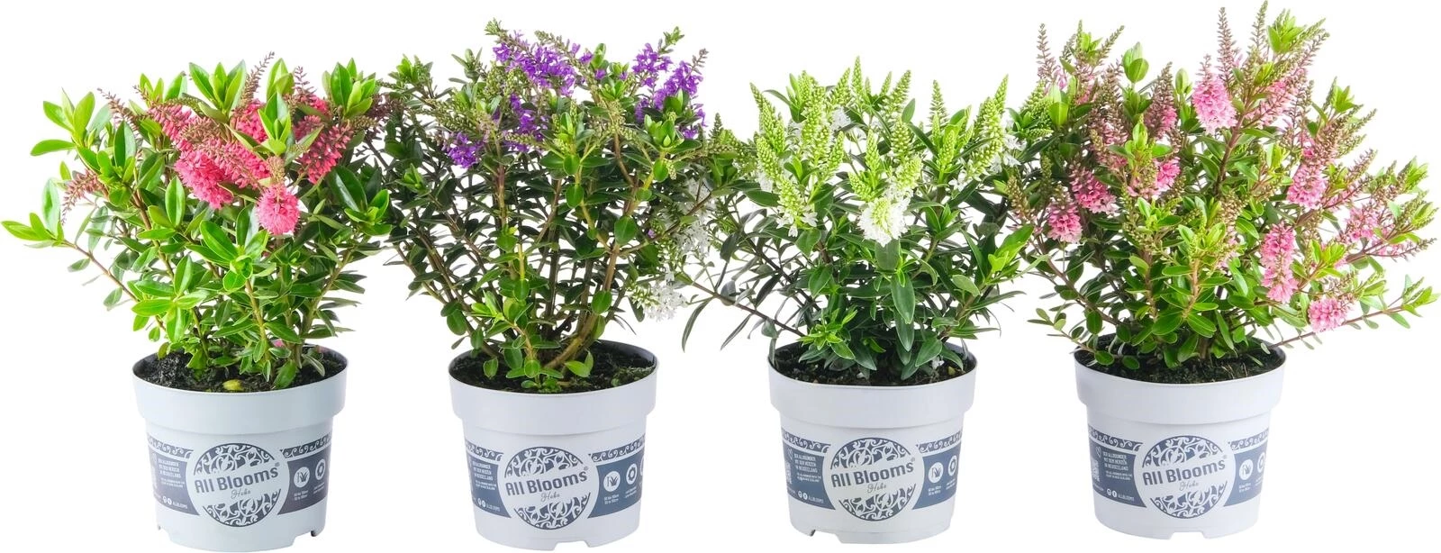 Hebe ander. allblooms P12 cm