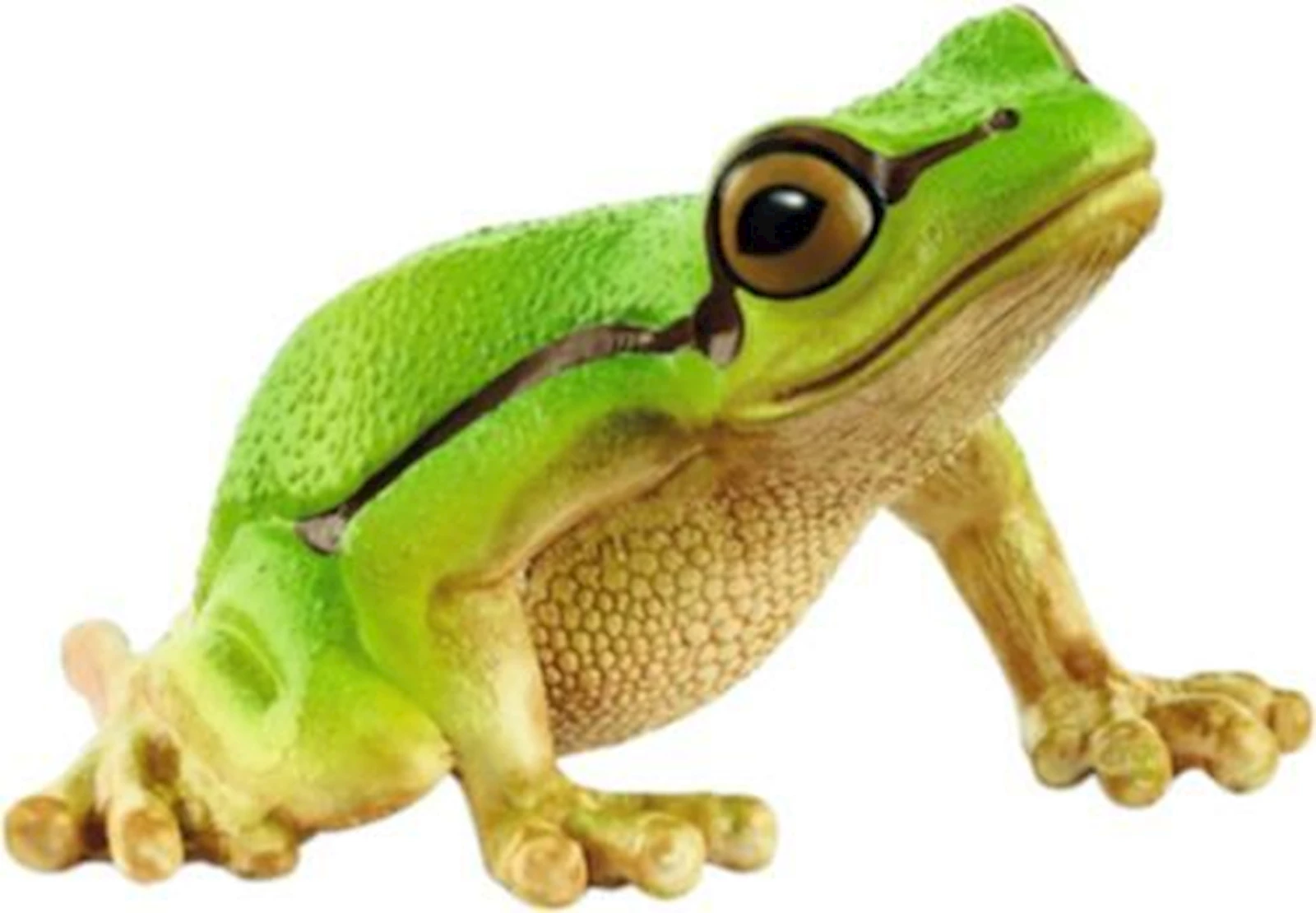 Europäischer Laubfrosch Schleich