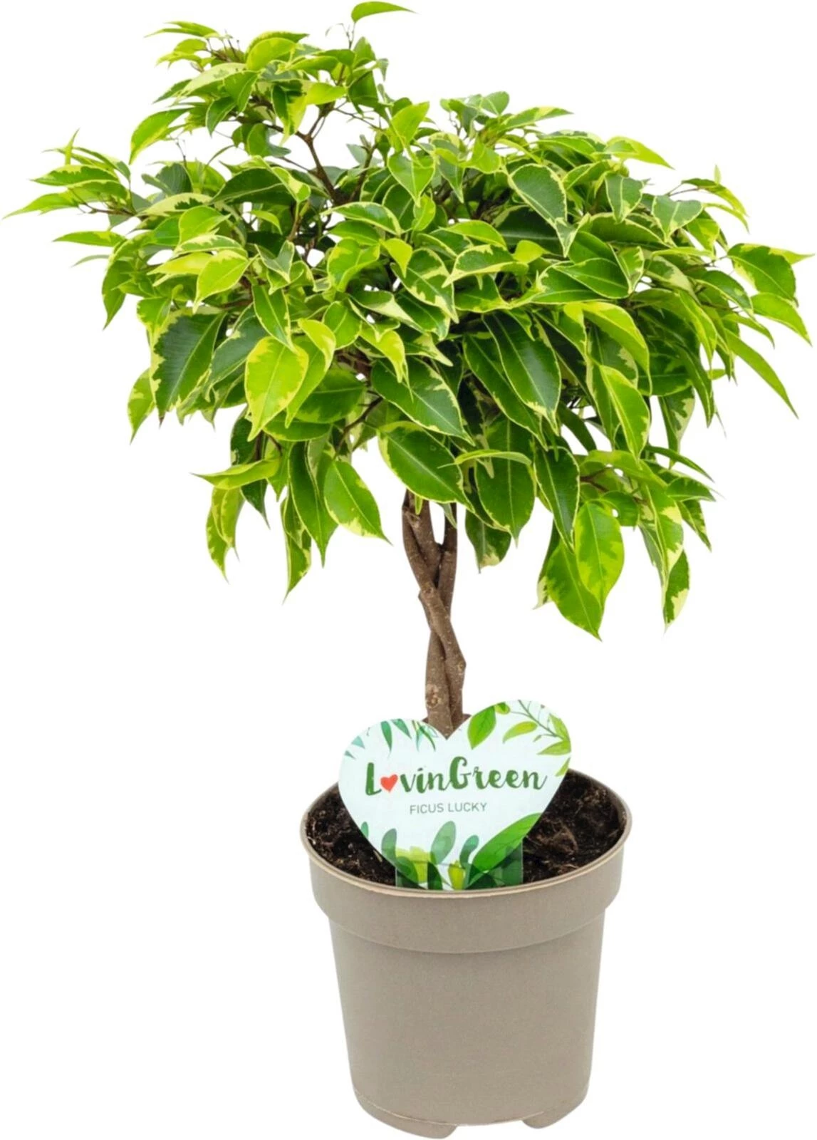 Ficus Bushi King P12 cm