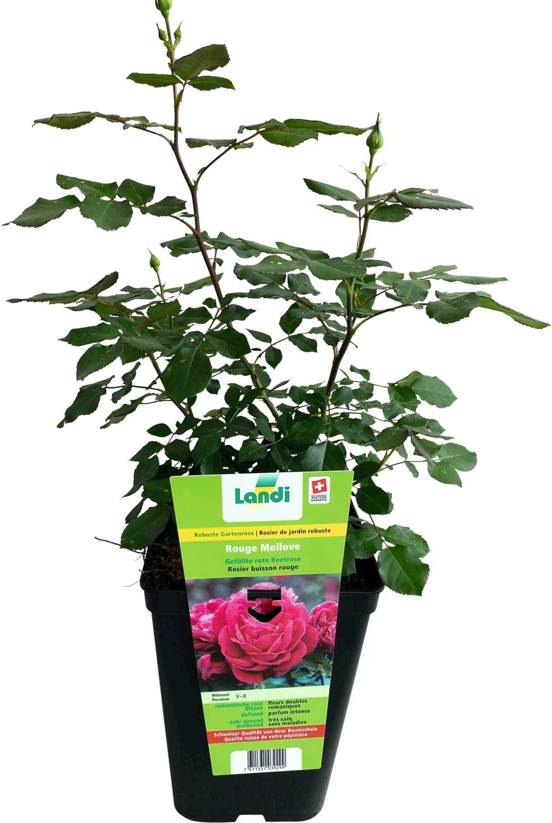 Rose Rouge meilove rot P6 l