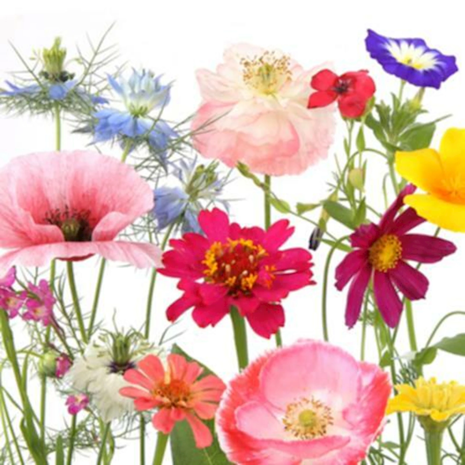 Serviettes 33 × 33 cm fleurs sauvages