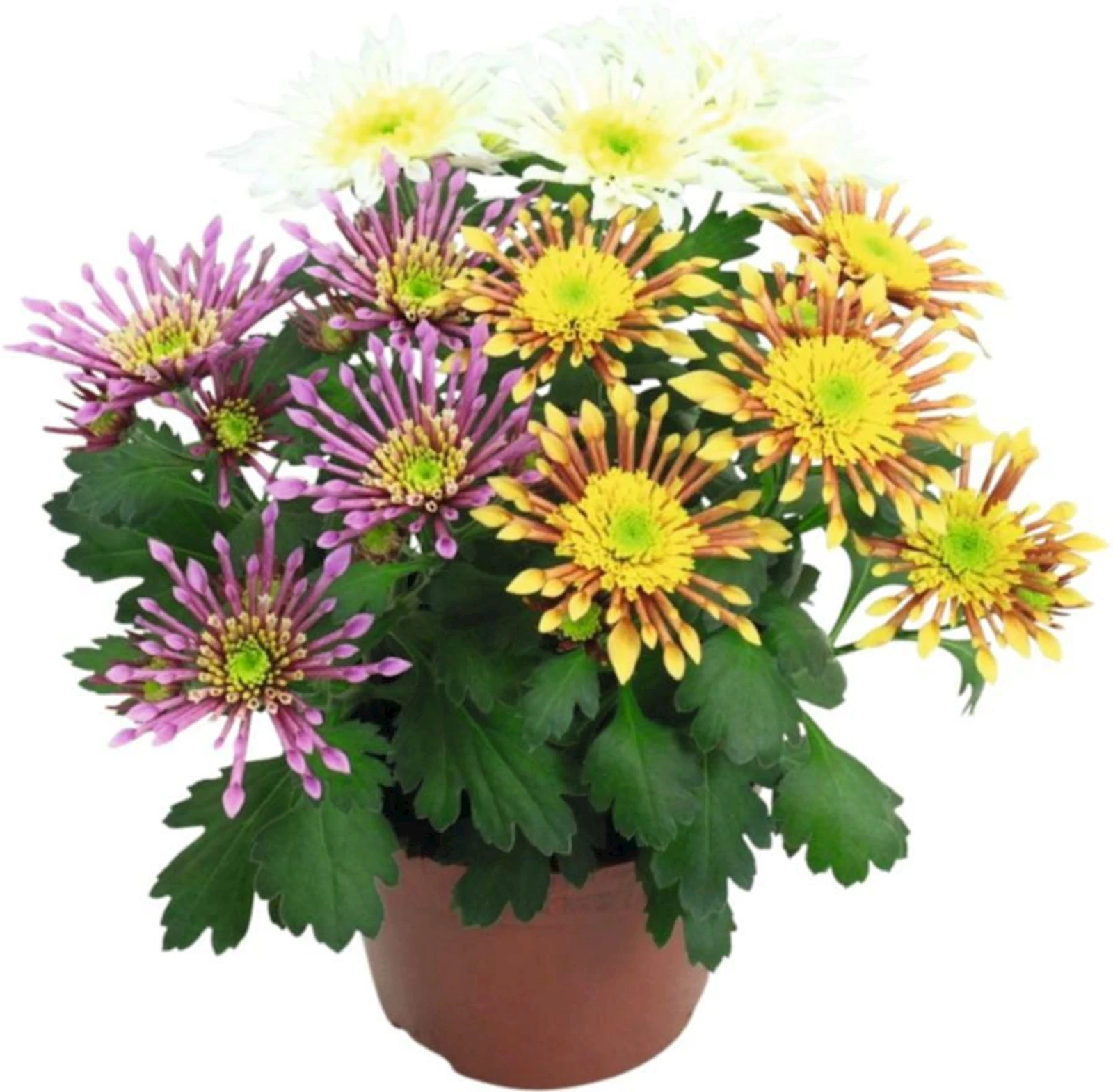 Chrysanthemum Splash Intense P12 cm