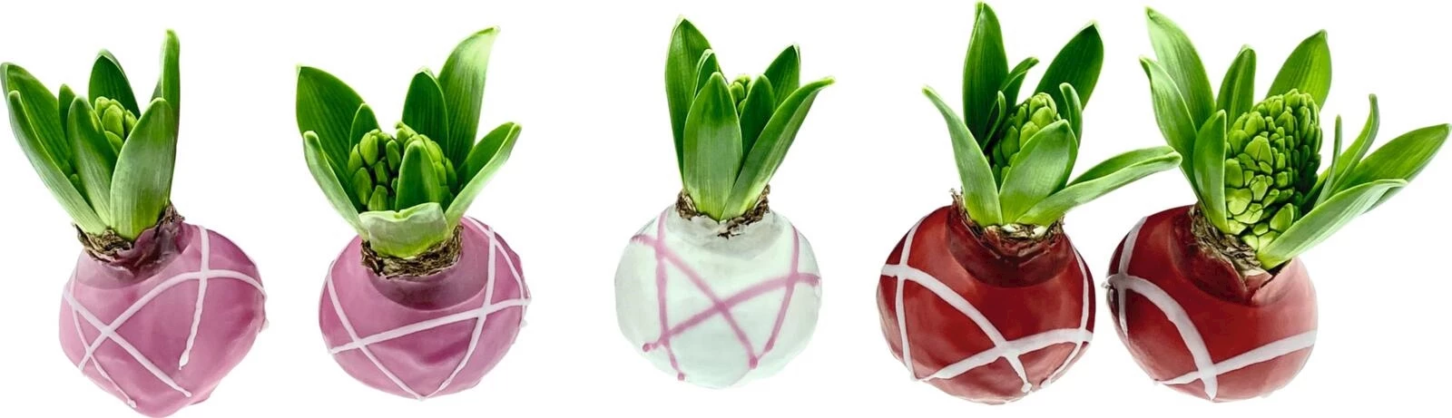 Hyazinthen in Wachs rose