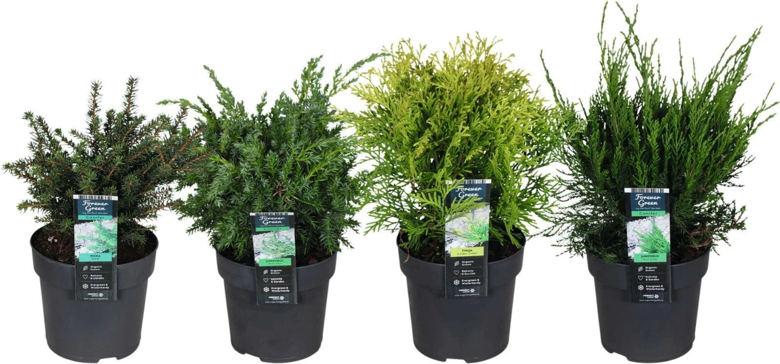 Koniferen Mix P14 cm