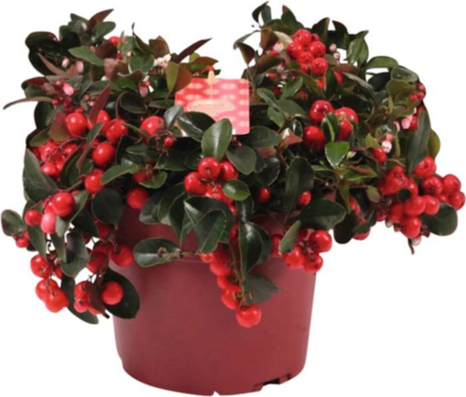 Gaultheria Big Berry P9 cm 6er
