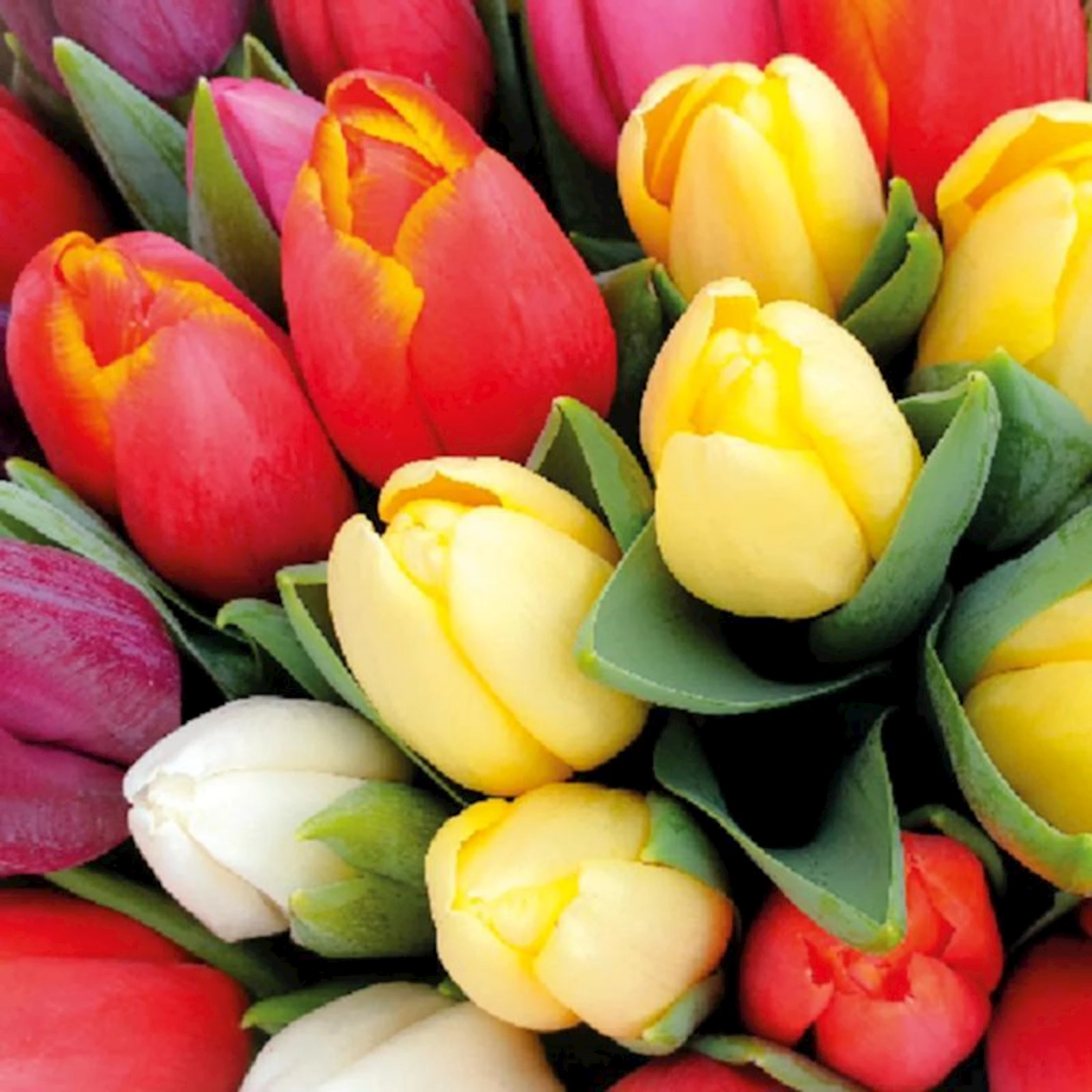 Servietten 33x33 cm Tulpen