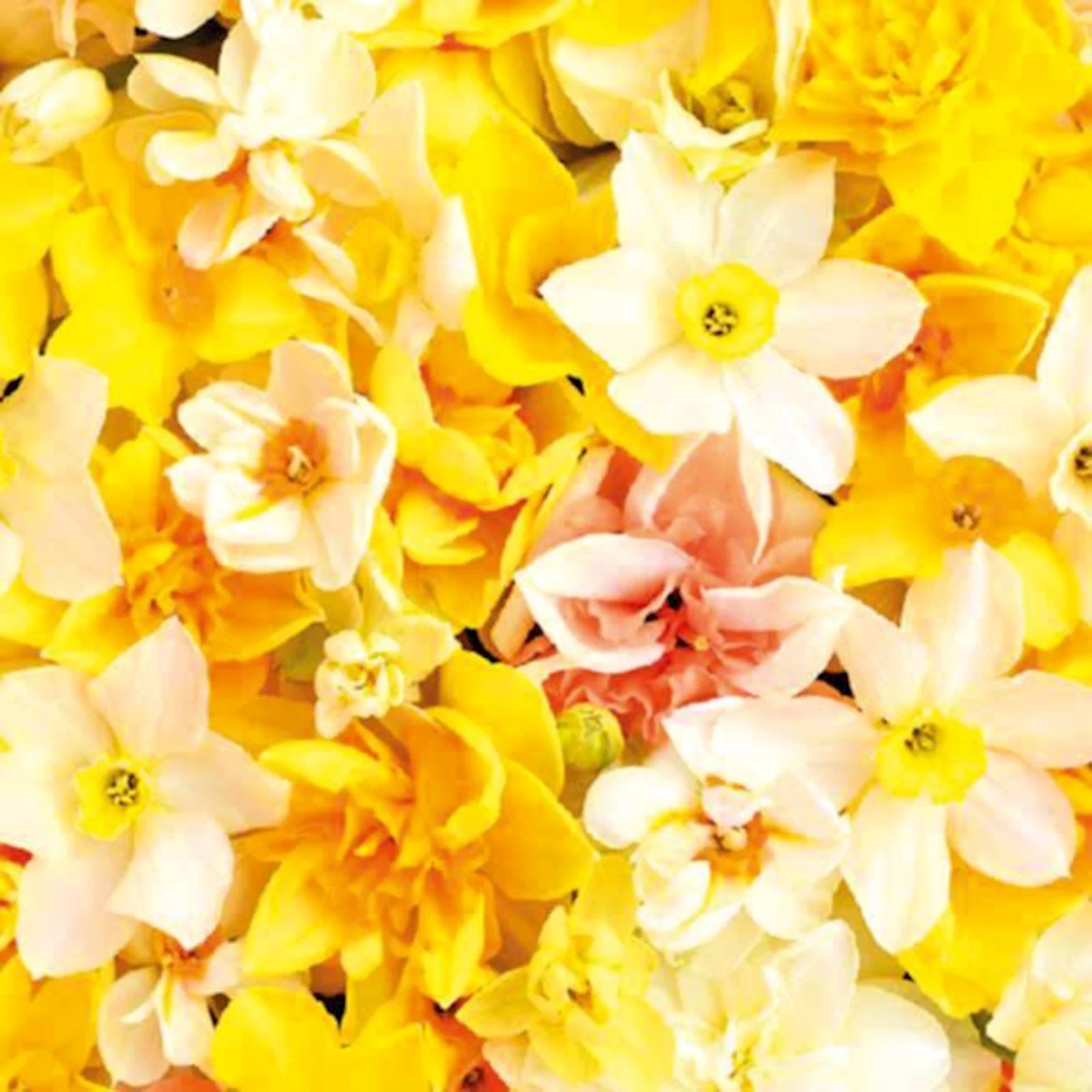 Servietten 33x33 cm Blumen gelb