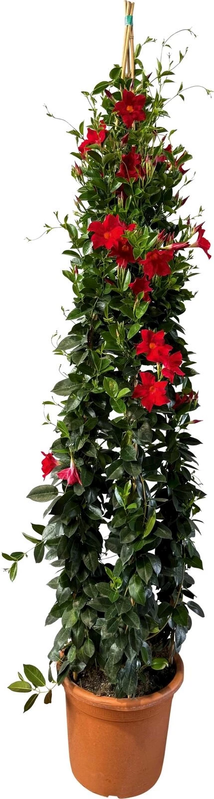 Dipladenia géant P33x33 cm