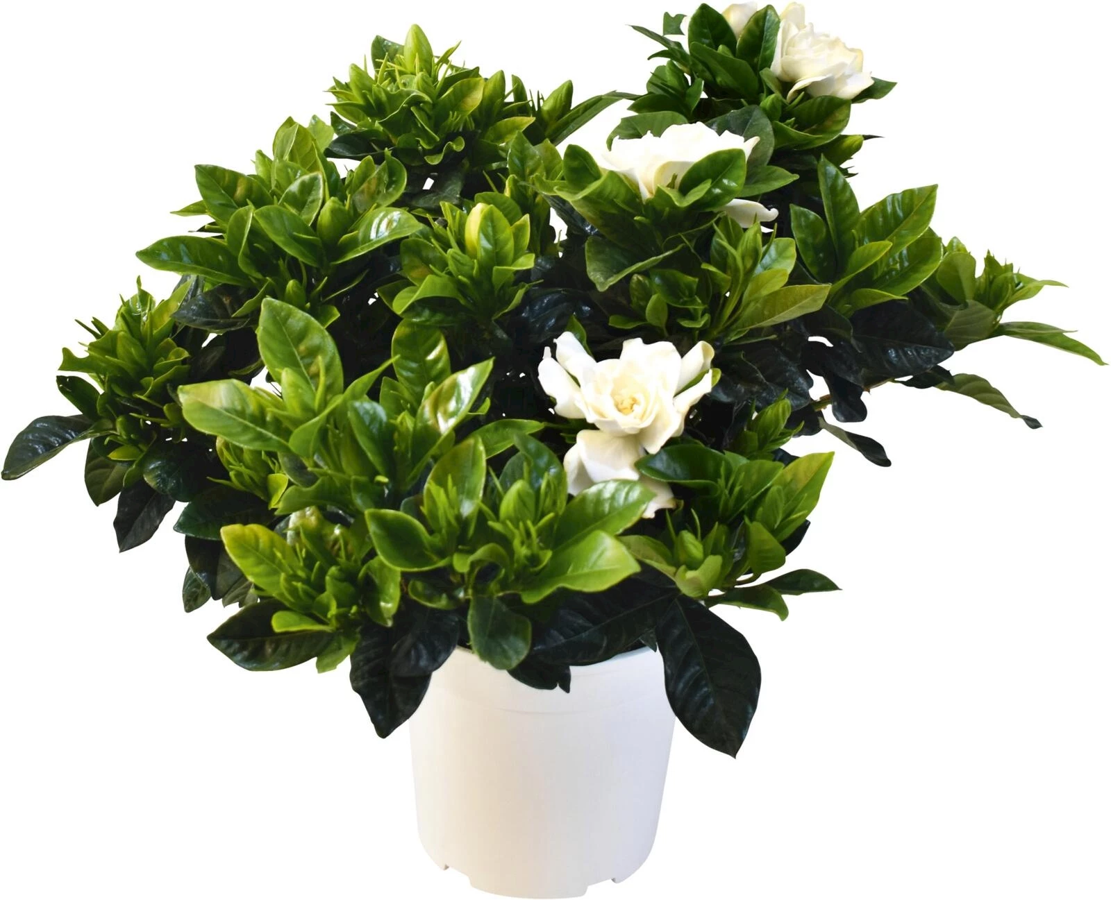 Gardenia Jasminoides P14 cm