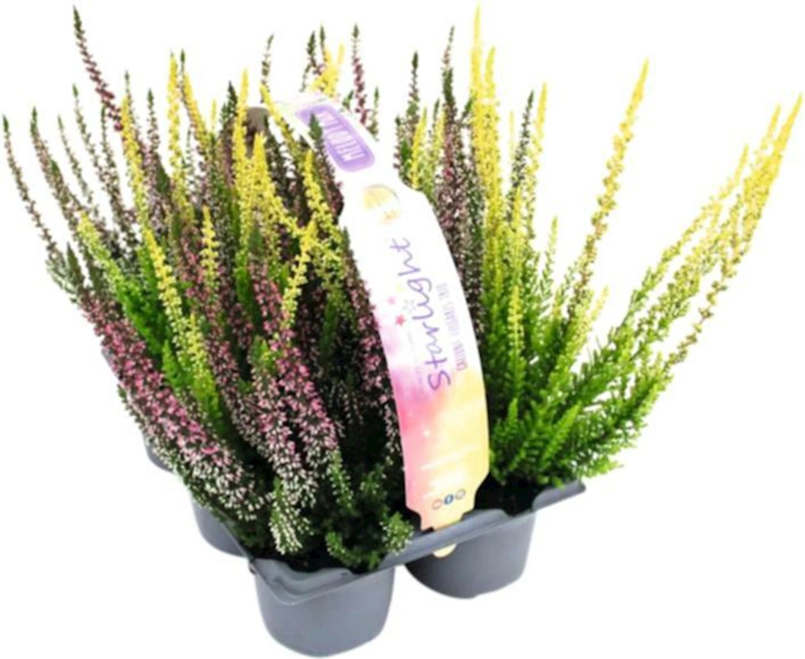 Calluna Trio 6er Set