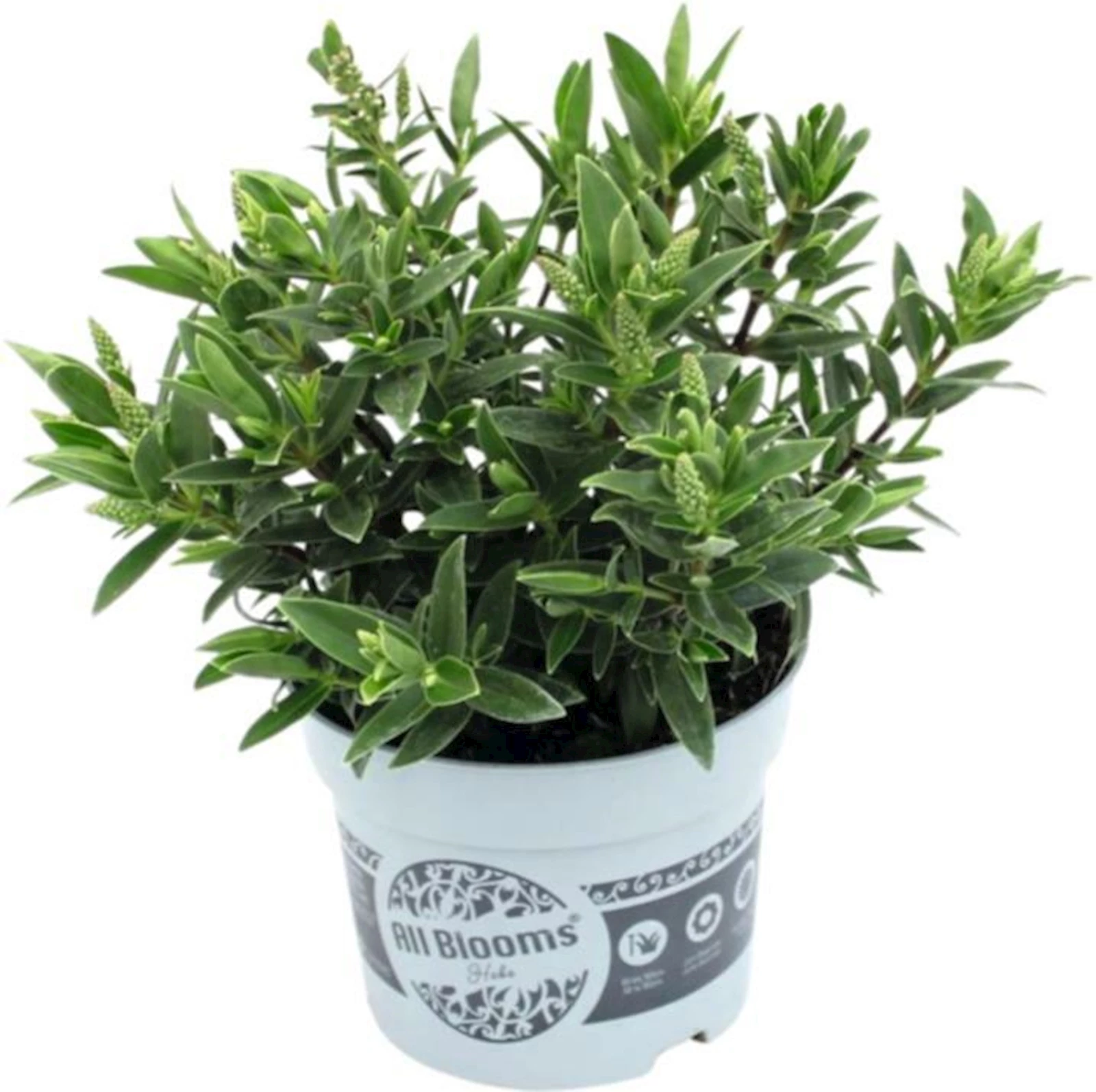 Hebe Allblooms P10.5 cm