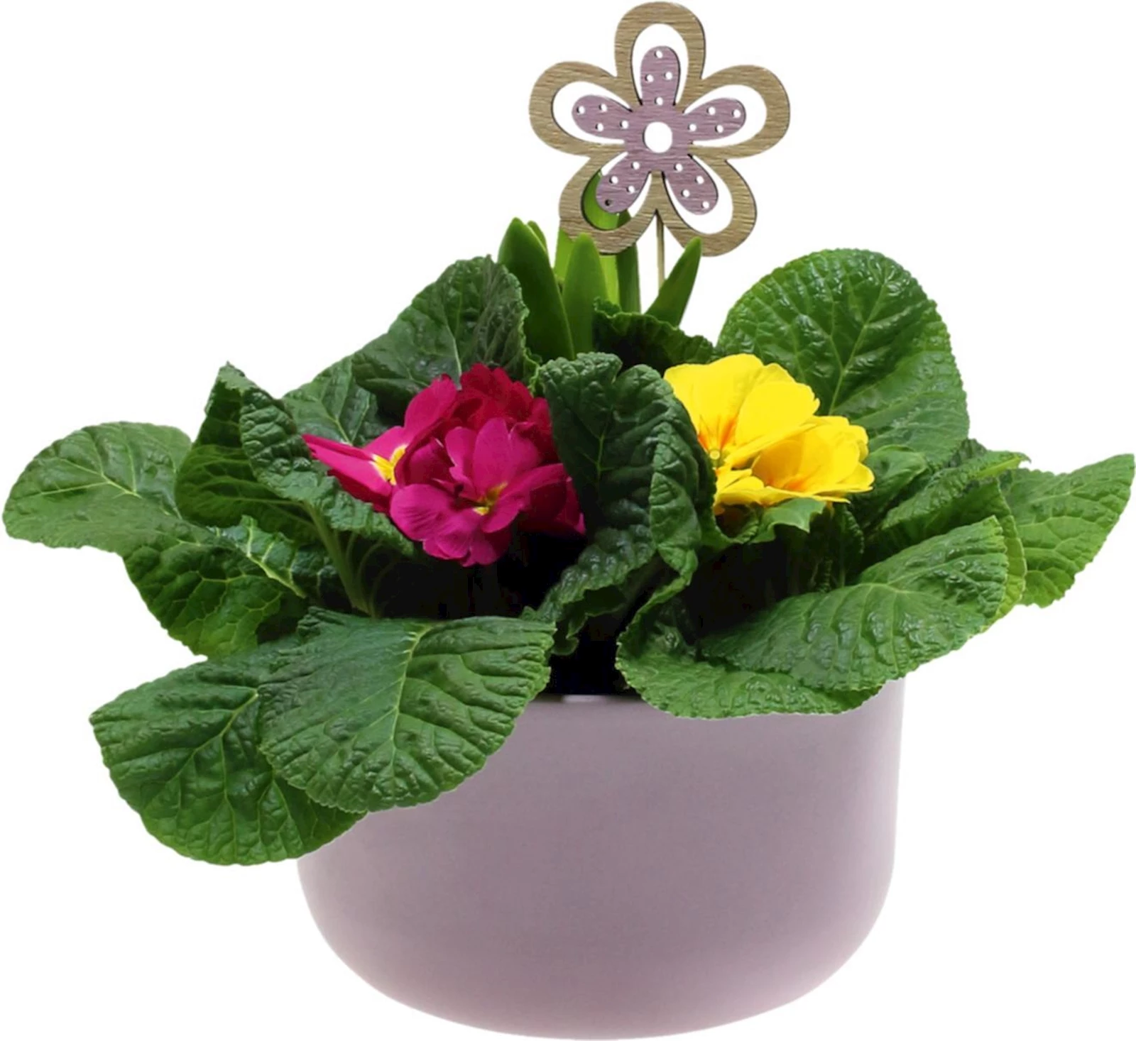 Schale bepflanzt P14 cm