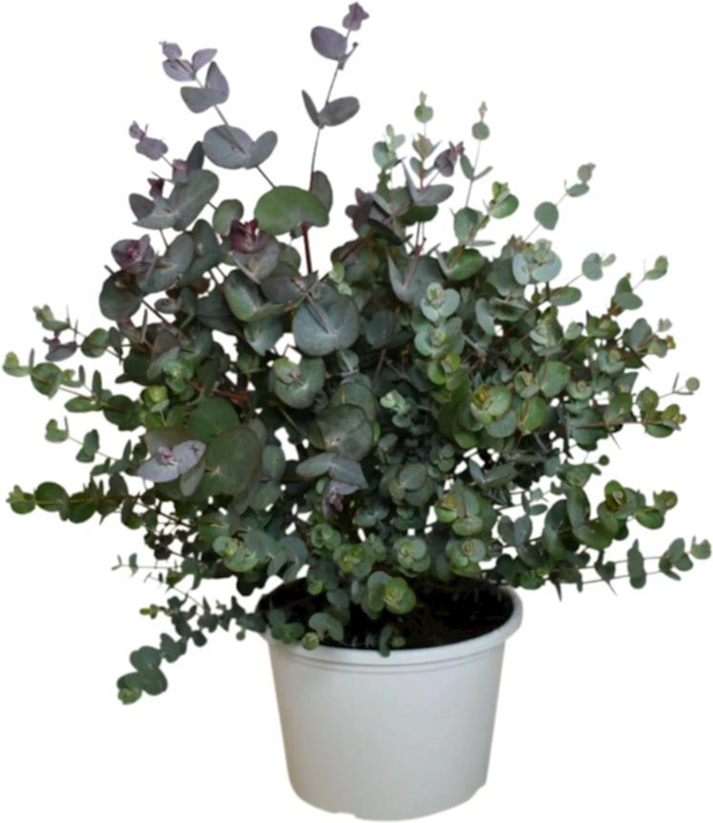 Eucalyptus Busch P17 cm