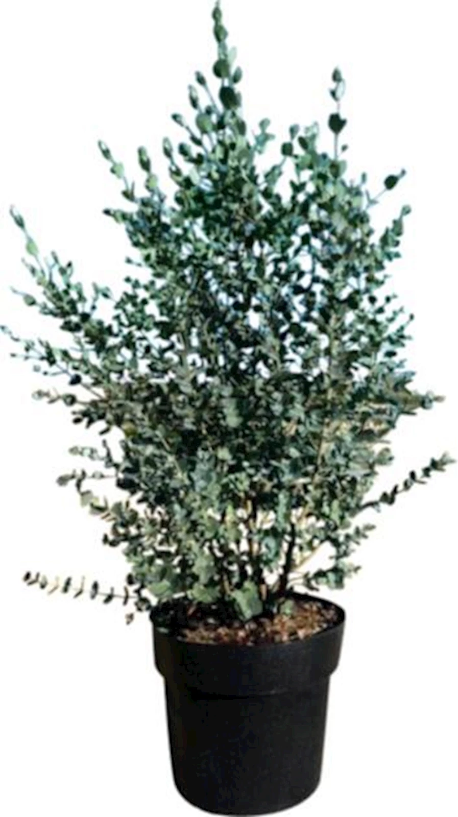 Eucalyptus gunnii buisson P24 cm