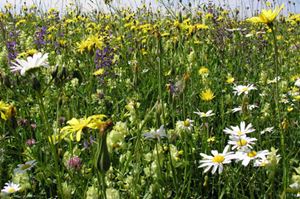 Fleurs Sauvages