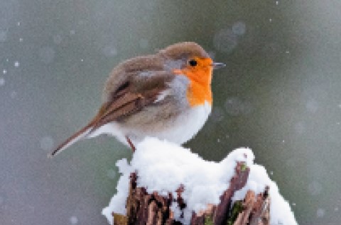 Vogelfütterung im Winter