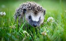 Jardin favorable aux hérissons