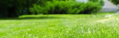 Rasen richtig pflegen