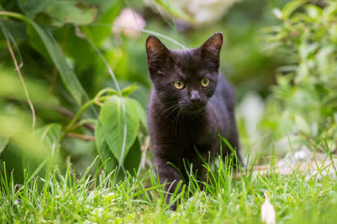 Protection Suisse des animaux PSA