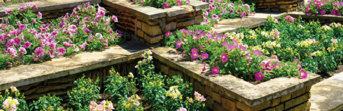 Parterre de fleurs