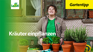 Gartentipp - Kräuter einpflanzen