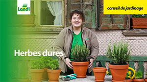 Conseils de jardinage - Herbes dures