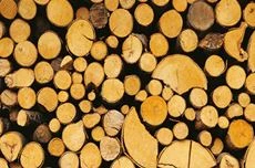 Base de données sur le bois