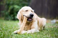 L’assortiment animaux