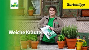 Gartentipp - Weiche Kräuter